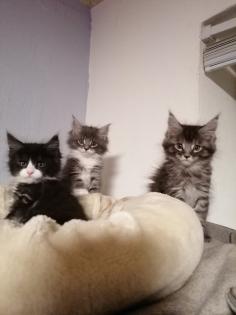 Maine coon kitten suchen