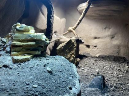 Bartagame inklusive Terrarium und Zubehör