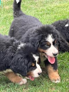 Berner Sennenhund Welpen suchen noch ein Zuhause