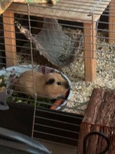 4 Meerschweine suchen ein neues Zuhause einzeln auch möglich