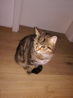 Kuscheliger Verschmuster Kater Sosoke