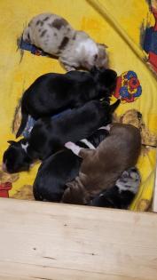 Australian Shepherd Welpen Black Tri w/c Rüde