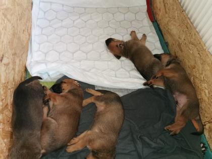 Welpen. Schäferhund Ridgeback