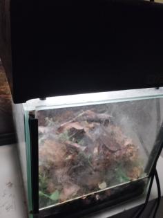 Chromatopelma Cyaneopubuscens unbestimmt