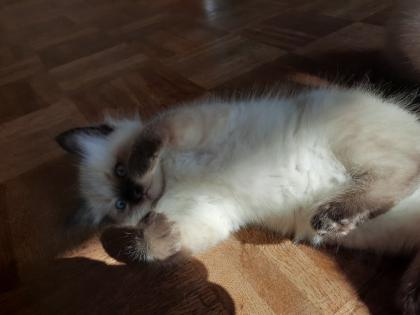 Kleine wunderschöne Kater mit türkisen Augen