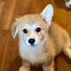 Welsh Corgi Pembroke