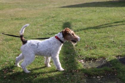 Drahthaar Foxterrier Rüde 6 Monate mit Zubehör.