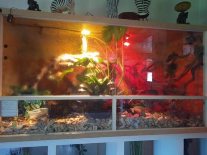 Grüner Leguan mit Terrarium