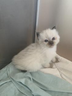 Heilige Birma Kitten traumhafte Schmuser