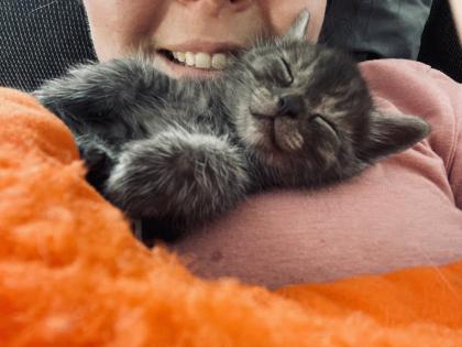 Noch 5 BKH/BLH Mix Kitten