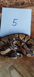 Mehrere Königspythons Regius abzugeben in Soest/Nrw