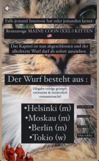 Wunderschöne Maine Coone Kitten sofort abzugeben