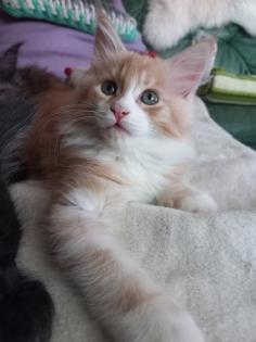 Wunderschöne Maine Coon Mädchen