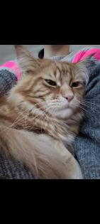 Maine Coon Kitten reinrassig