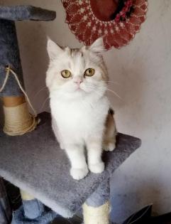 Schottische Faltohr Katze, Honda Helika, weibchen