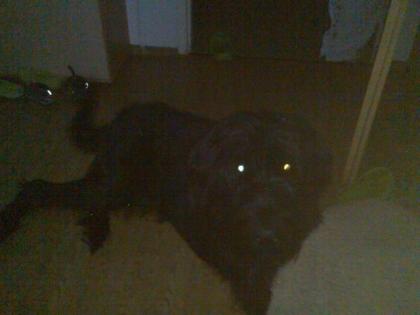 Liebenswerter Riesenschnauzer Namens Blacky abzugeben