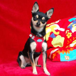 ROCKY BALBOA - Pflegeplatz gesucht - männlich 1 Jahr 20 cm 2. 5 kg Chihuahua Gechipt
