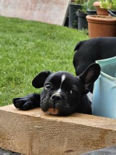 Französische Bulldoggen