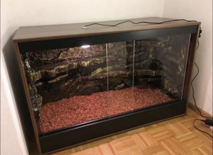 3 Kornnattern inkl. hochwertigem Terrarium und Zubehör abzugeben