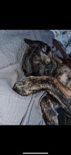 Hündin Schäferhund, Australien Shepherd, cane corso mix