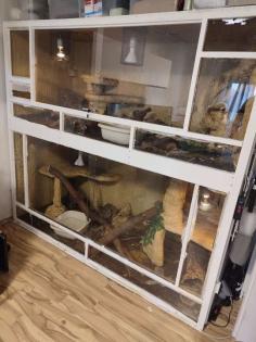 Adulte Boa C. I. Weibchen opt. mit Terrarium