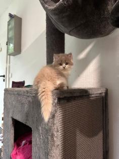 Reinrassige BLH Kitten mit Ahnentafel