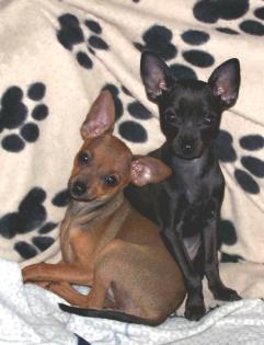 2 Zwergpinscherwelpen Zwergpinscher Welpen