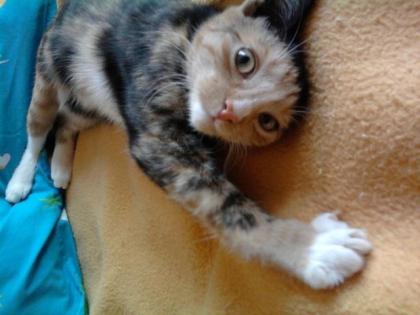11 Monate Junge Katze abzugeben