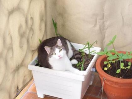 Kater entlaufen