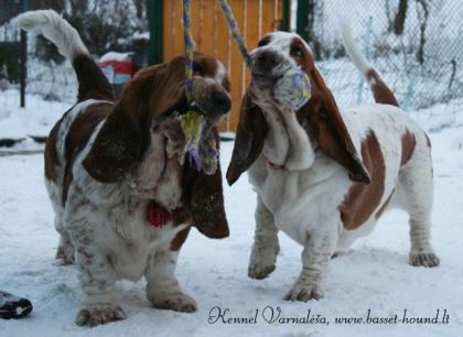 BassetHound hundin