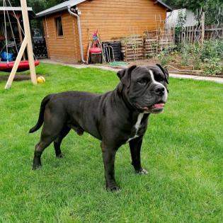 Old English Bulldog Deckrüde