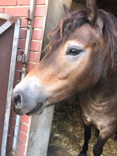Menschenbezogene hübsche exmoorstute, Pony