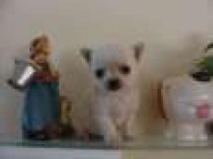 Chihuahua welpen