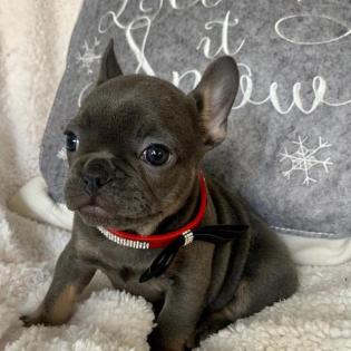 Französische Bulldogge Blueline