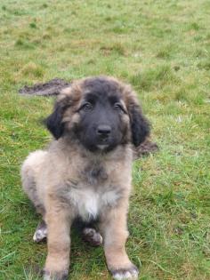 Leonberger x germanischer Bärenhund Welpe Hündin