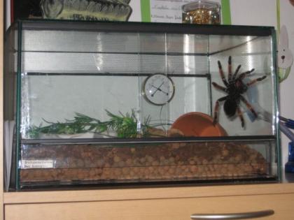 Rotbeinvogelspinne Terrarium Zubehör