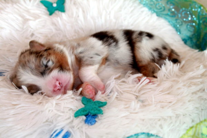 Wir haben traumhafte Australian Shepherd Welpen