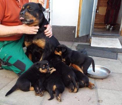 Rottweiler - Welpen Hündin