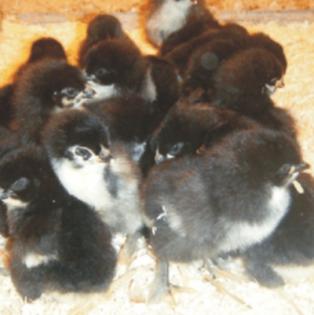 Marans - Küken