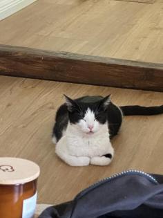 3 Katzenbabys zu vermitteln
