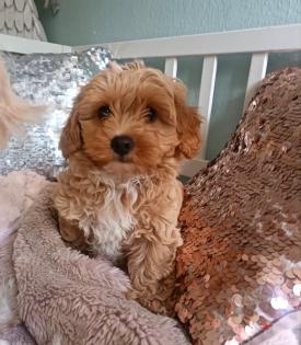 Maltipoo Welpen Rüde aprico