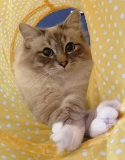 Deckkater Heilige Birma Blue Taby Point