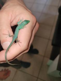 Gastropholis Prasina 0. 0. 3 grüne Baumeidechse