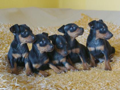 Zwergpinscher black and tan mit FCI Abstammung