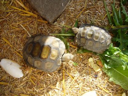 Manouria emys Braune Riesenschildkröte Landschildkröte Pärchen