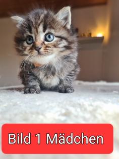 Persa /Britsch kurzhaar Mix katzen