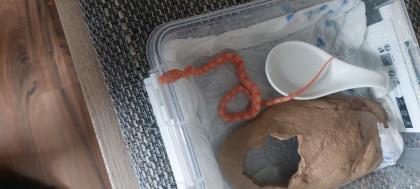 Scaleless kornnatter