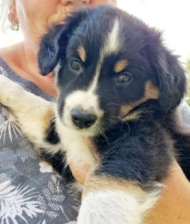 9 Wochen alter Australian Shepherd Rüde zur Abgabe