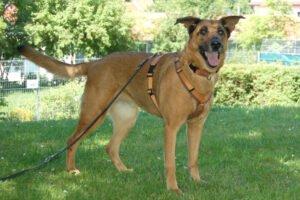 Amy-Ma - weiblich 7 Jahre 59 cm 31 kg Mali-Schäferhund-Mix Gechipt Nicht kastriert