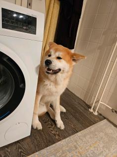 Akita Inu Rüde